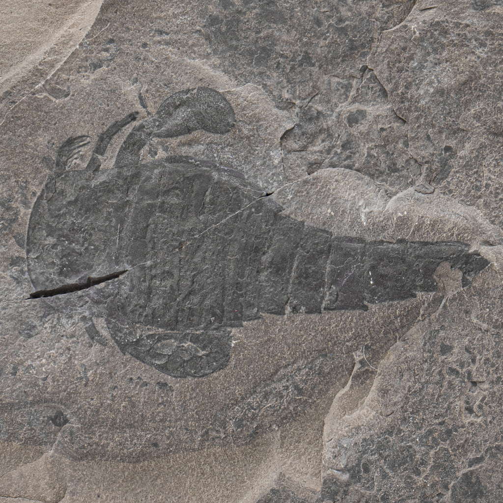 Sea Scorpion Eurypterids Eurypterus remipe Fossil