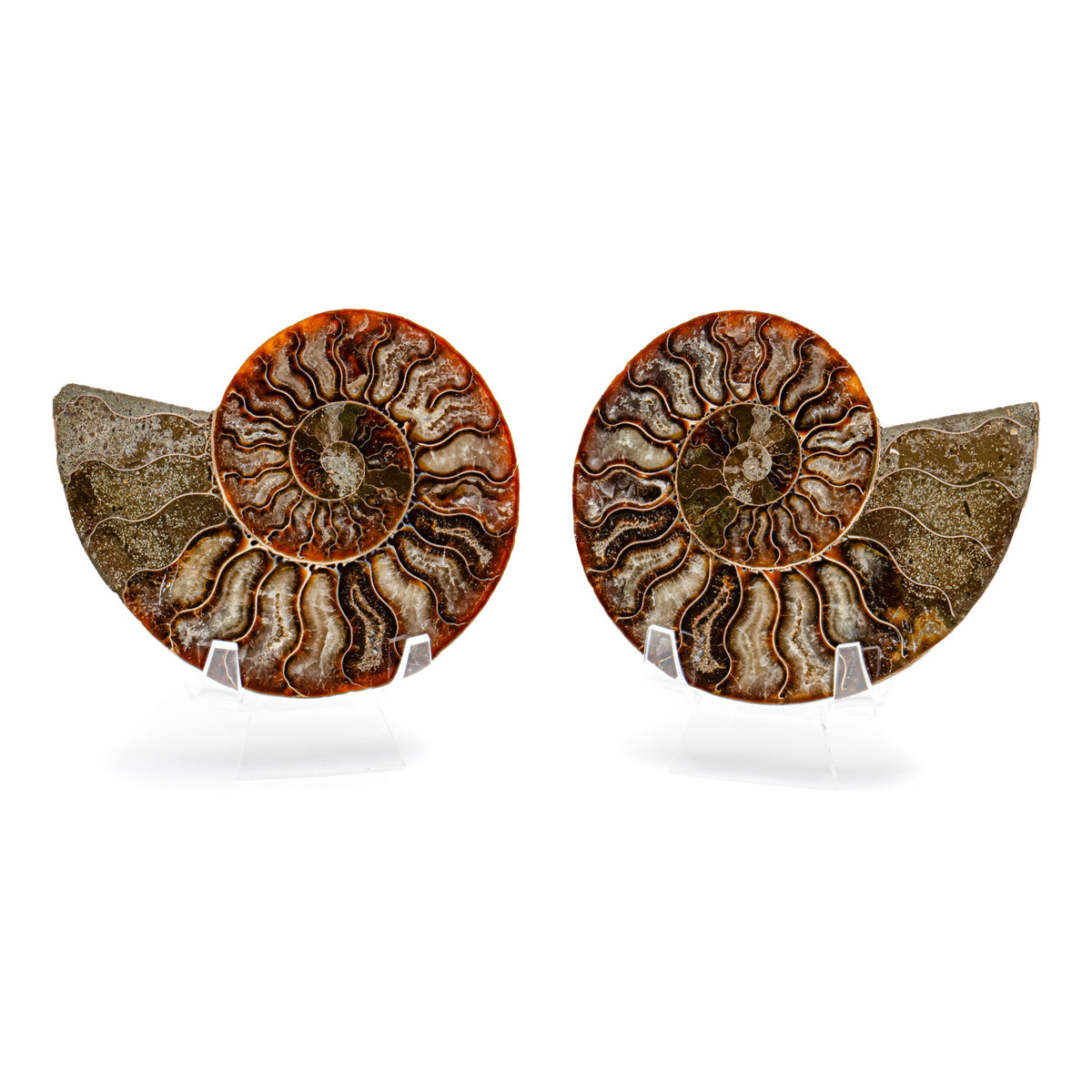 Polished Ammonite Split Pair - 4.31" Cleoniceras