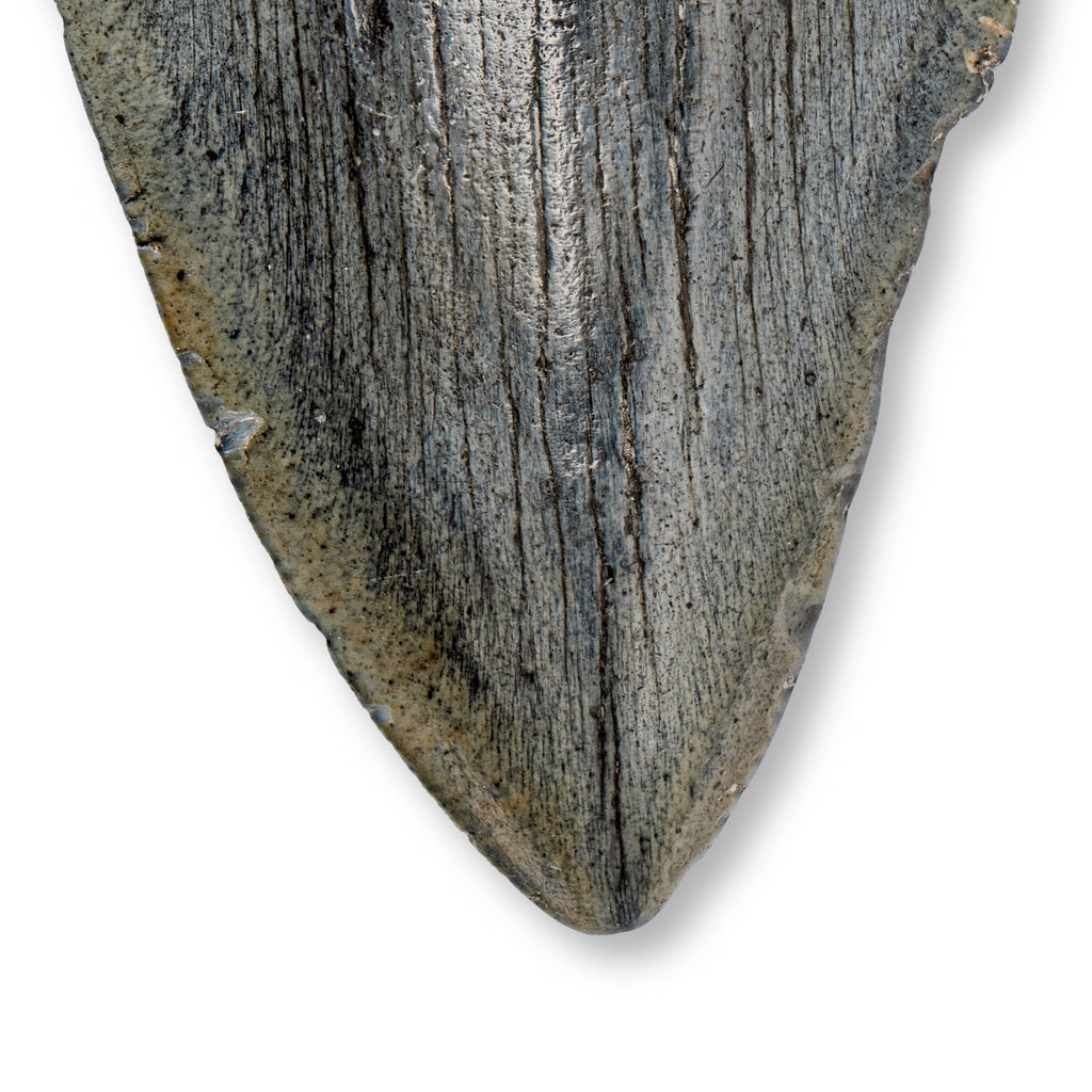Megalodon Tooth - SOLD 4.34" Natural