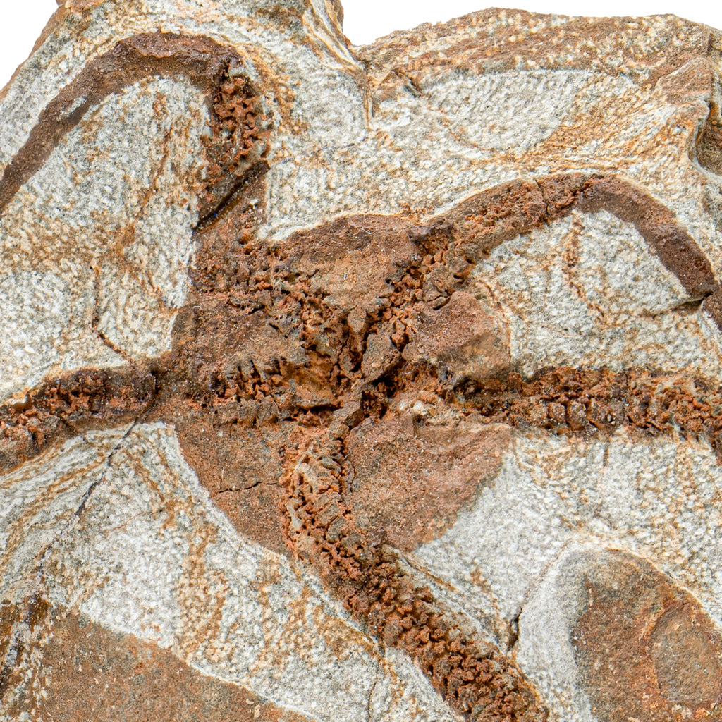 Fossil Brittle Star - SOLD 4.36" Ophiurida