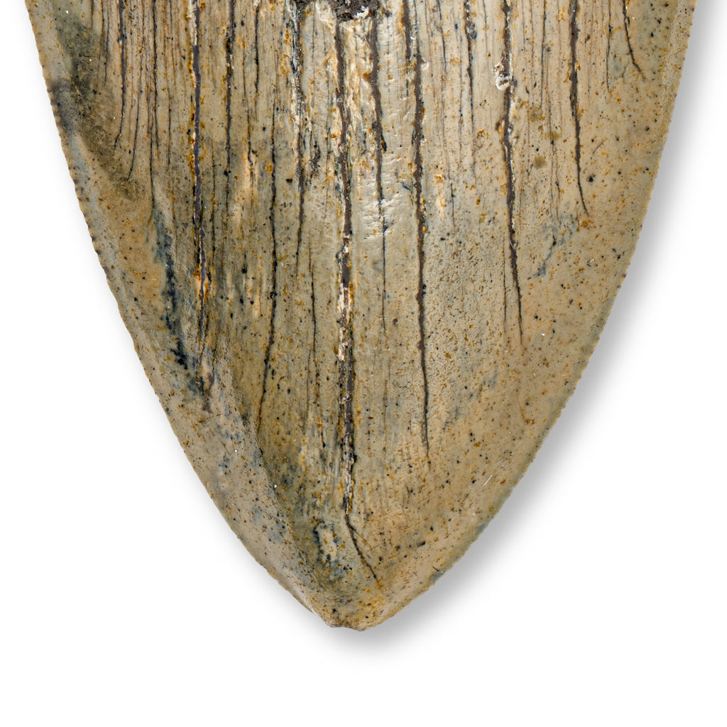 Megalodon Tooth - 4.37" Natural