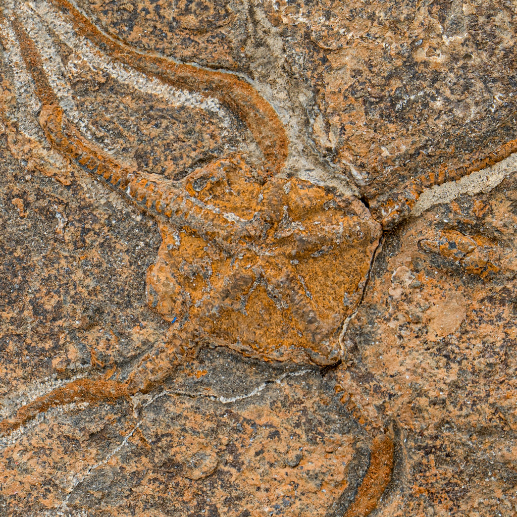 Fossil Brittle Star - 4.40" Ophiurida