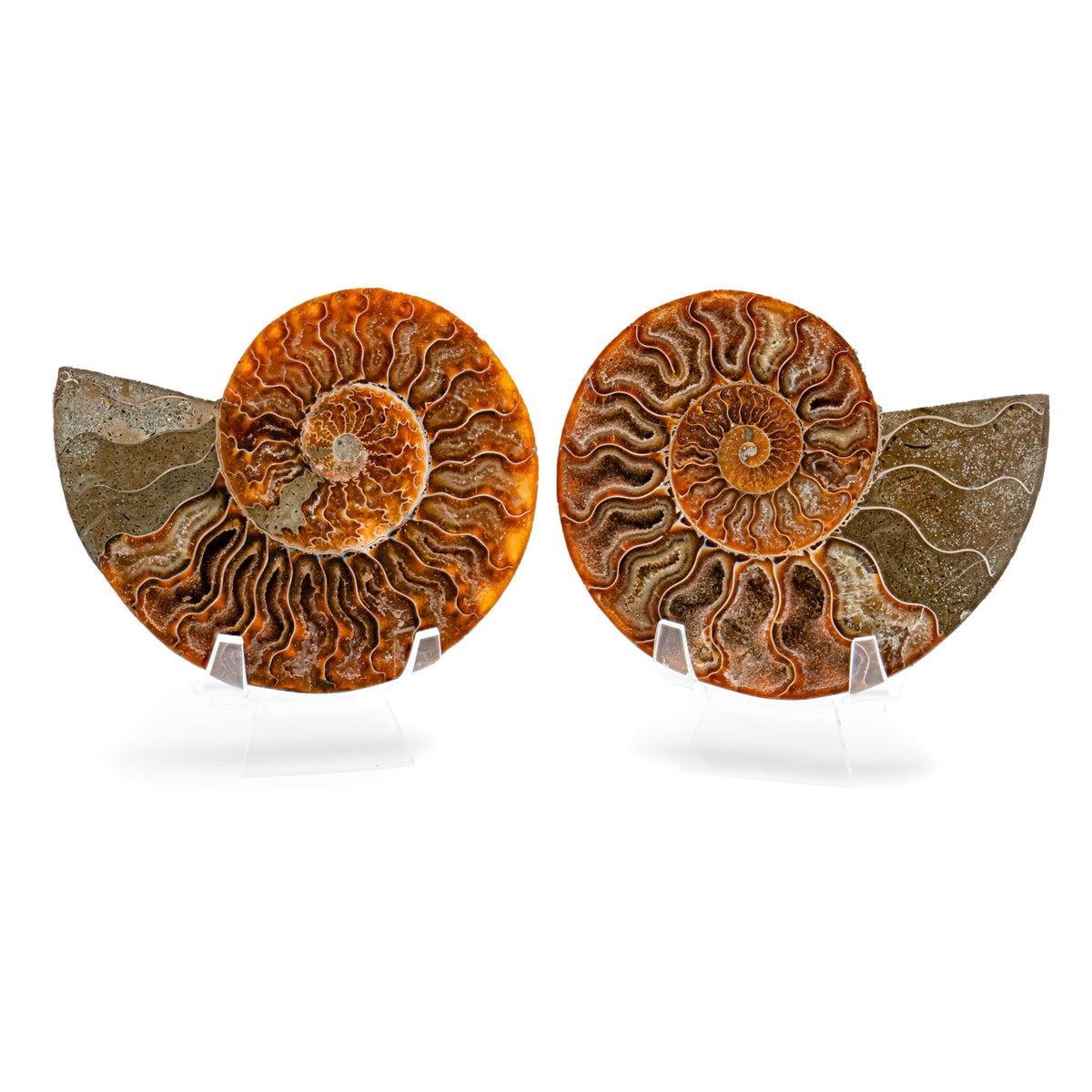 Polished Ammonite Split Pair - 4.41" Cleoniceras