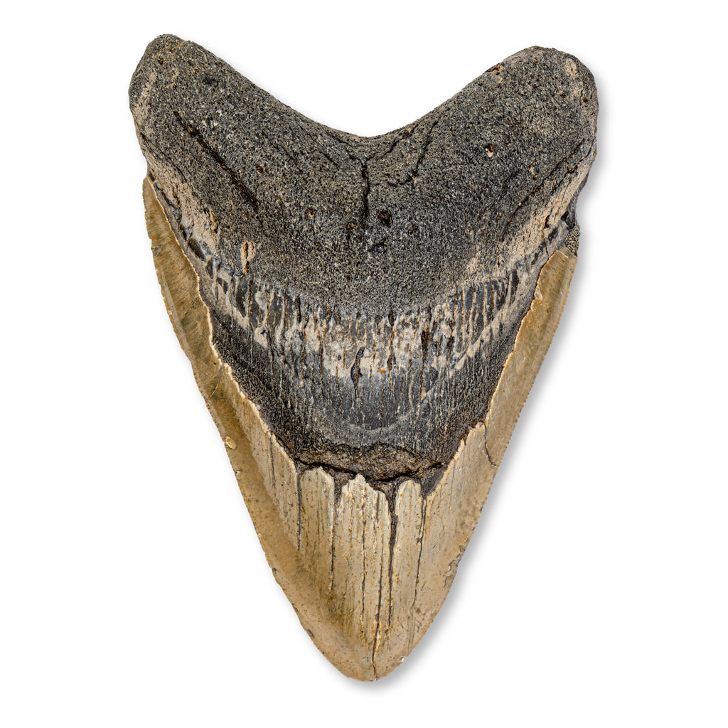 Megalodon Natural Fossil Teeth - Mini Museum