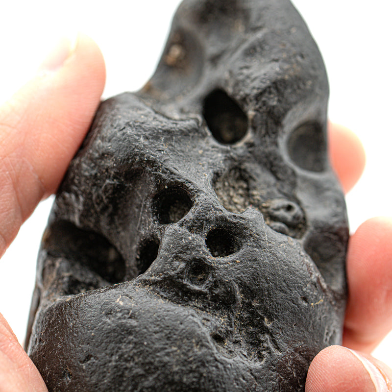 Megalodon Poop - 4.43" 12.6oz Fossil