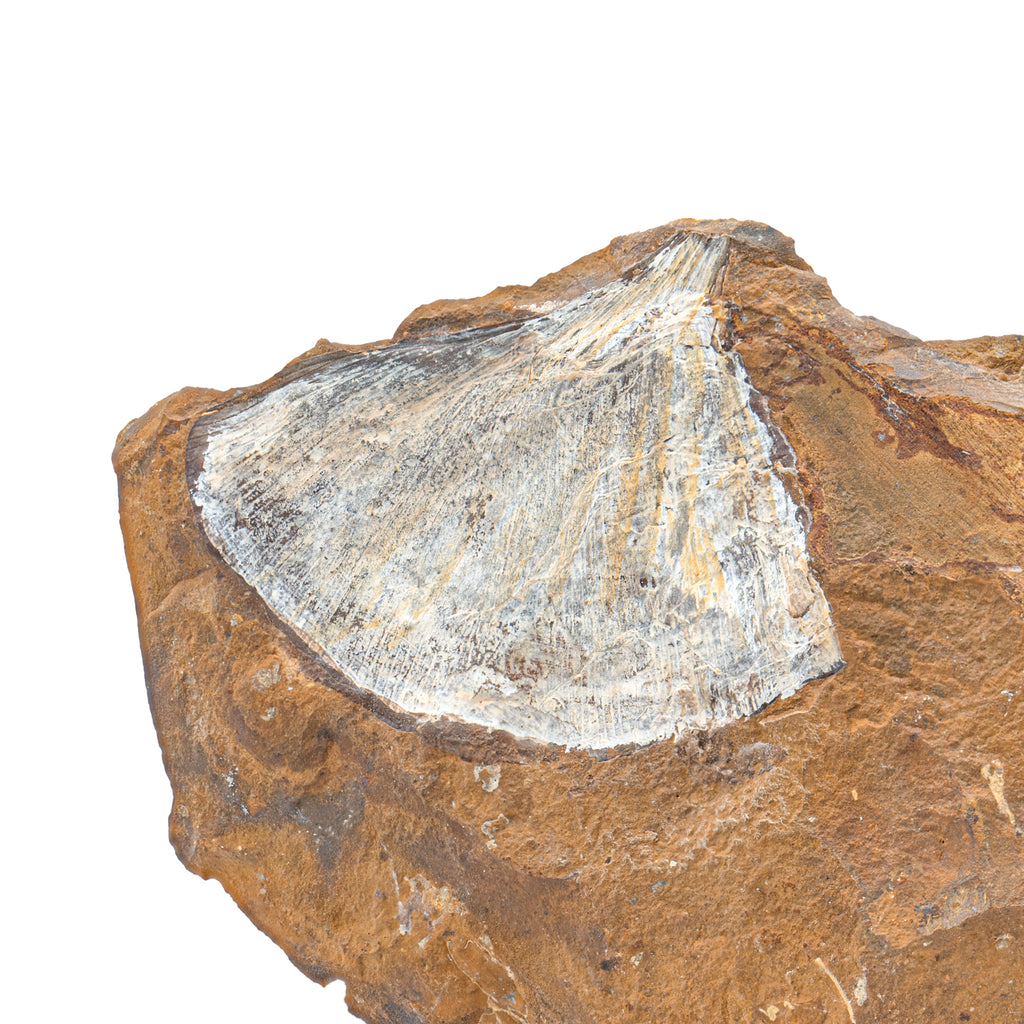 Fossil Ginkgo Leaf - 4.47"