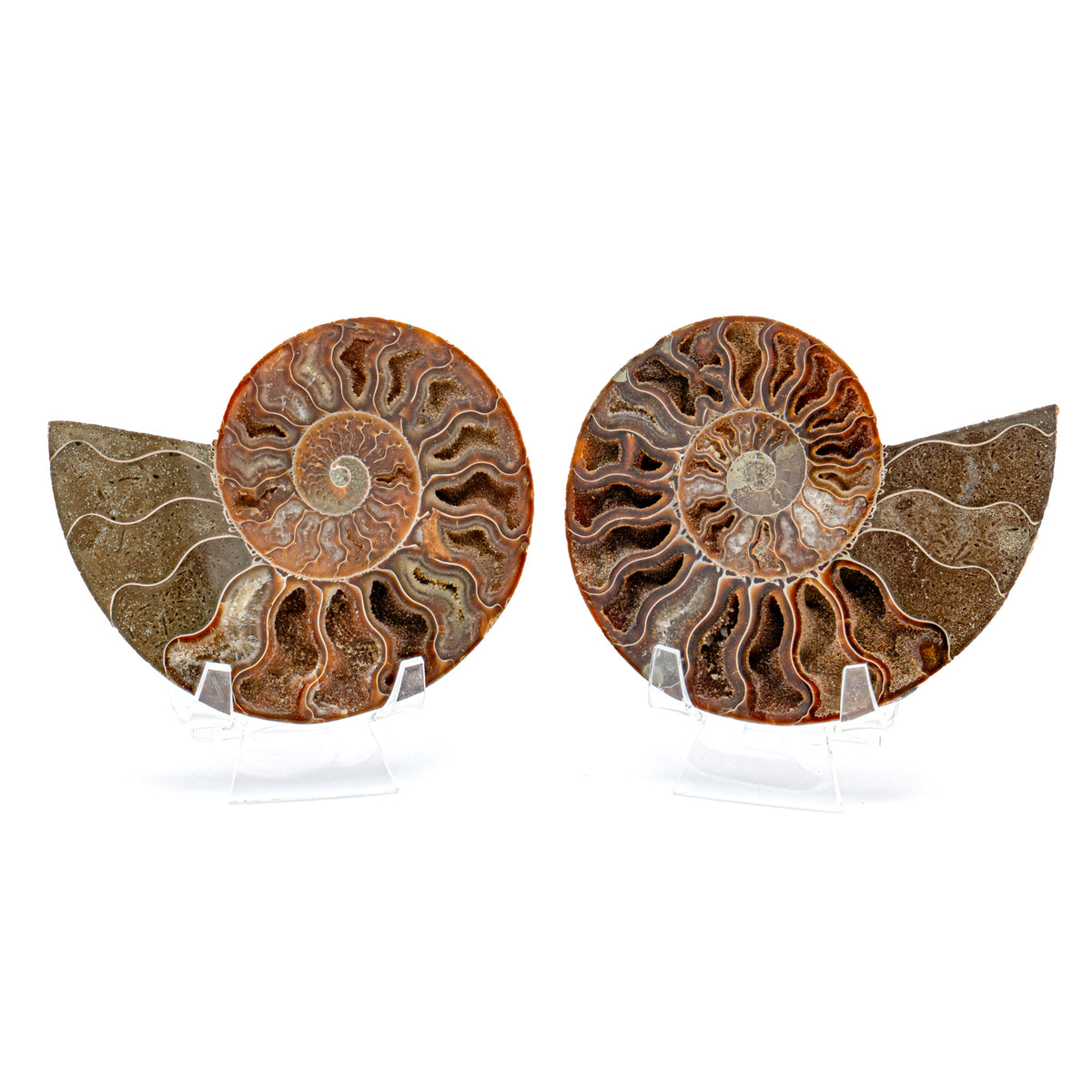 Polished Ammonite Split Pair - 4.49" Cleoniceras