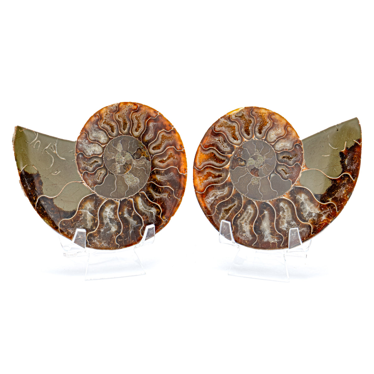 Polished Ammonite Split Pair - 4.51" Cleoniceras