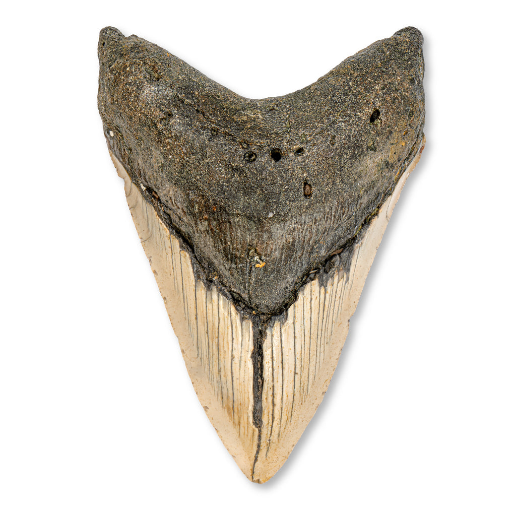 Megalodon Tooth - SOLD 4.51" Natural