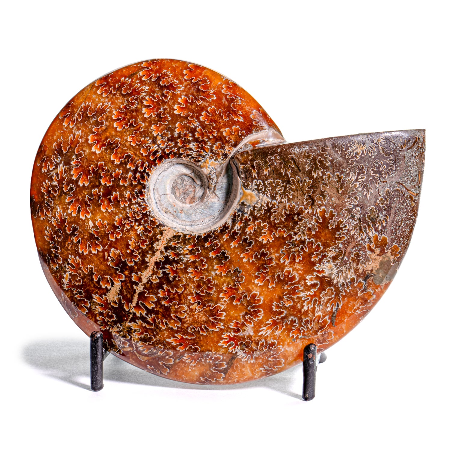 Polished Sutured Ammonite - SOLD 4.75