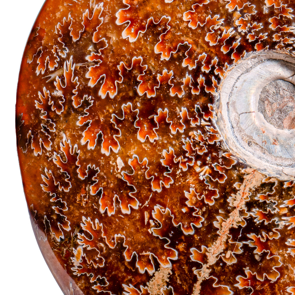 Polished Sutured Ammonite - 4.52" Cleoniceras