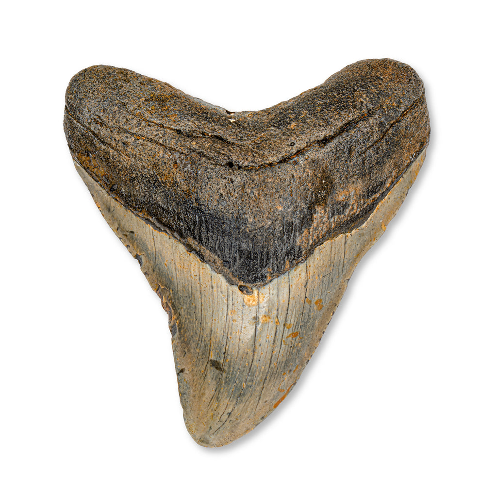 Megalodon Tooth - 4.53" Natural