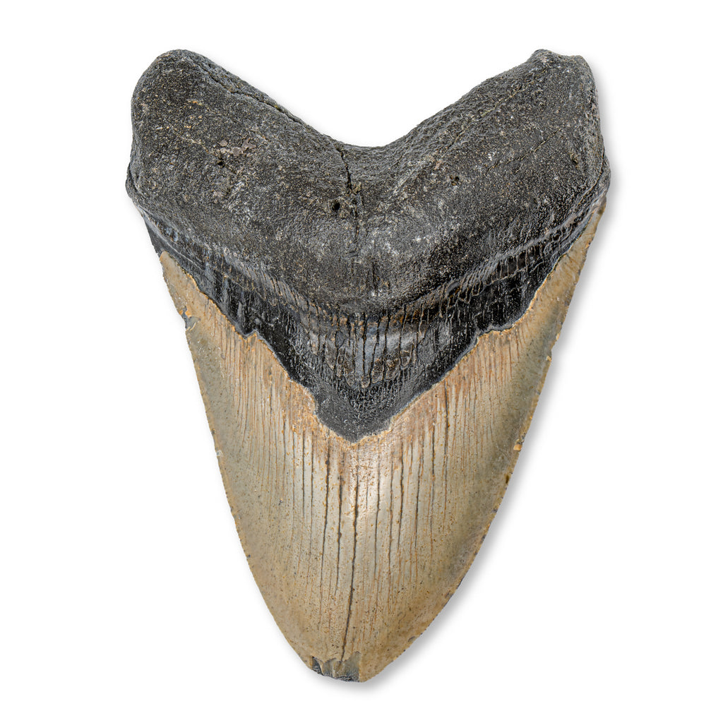 Megalodon Natural Fossil Teeth - Mini Museum