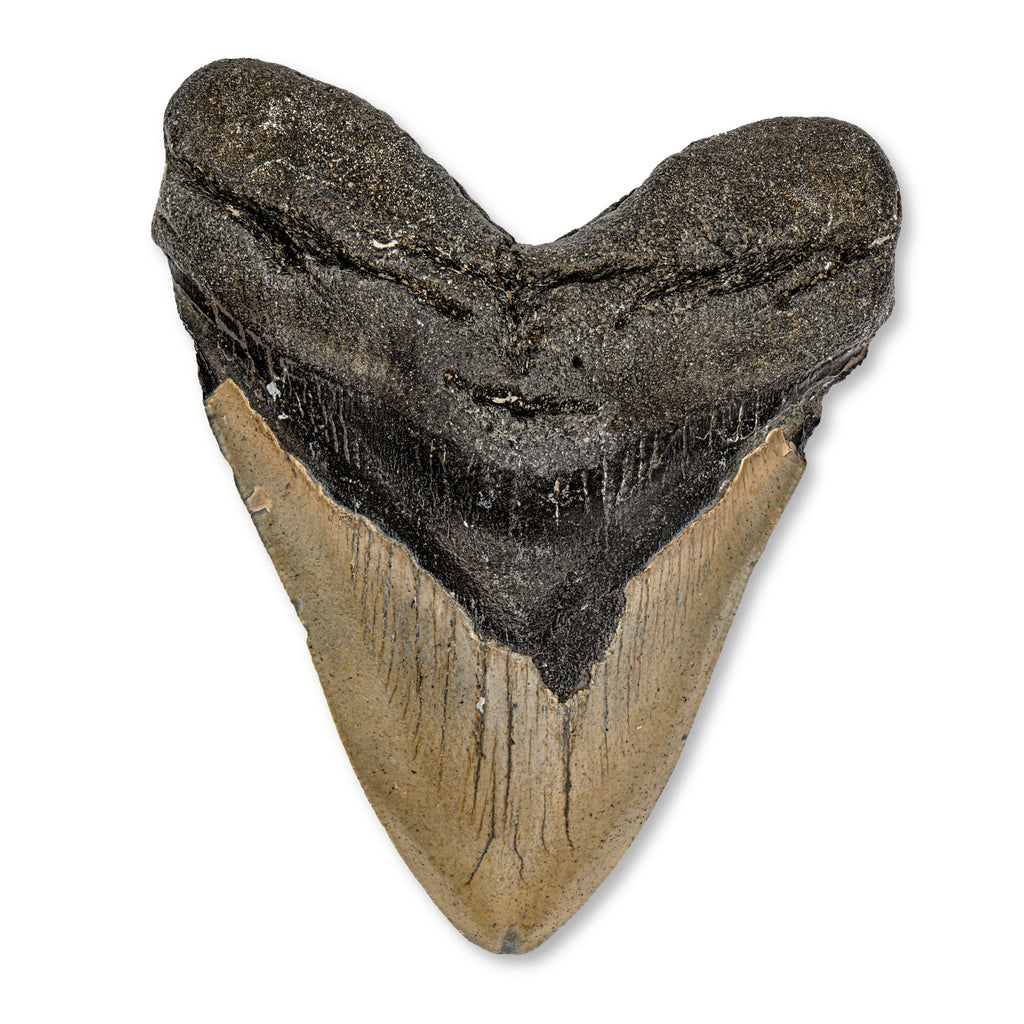 Megalodon Tooth - 4.56" Natural