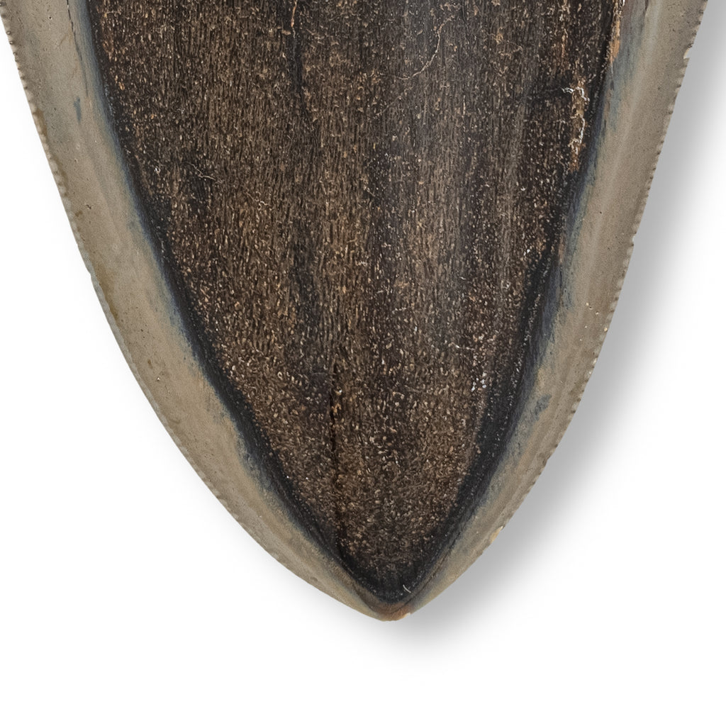 Megalodon Tooth - SOLD 4.56" Polished