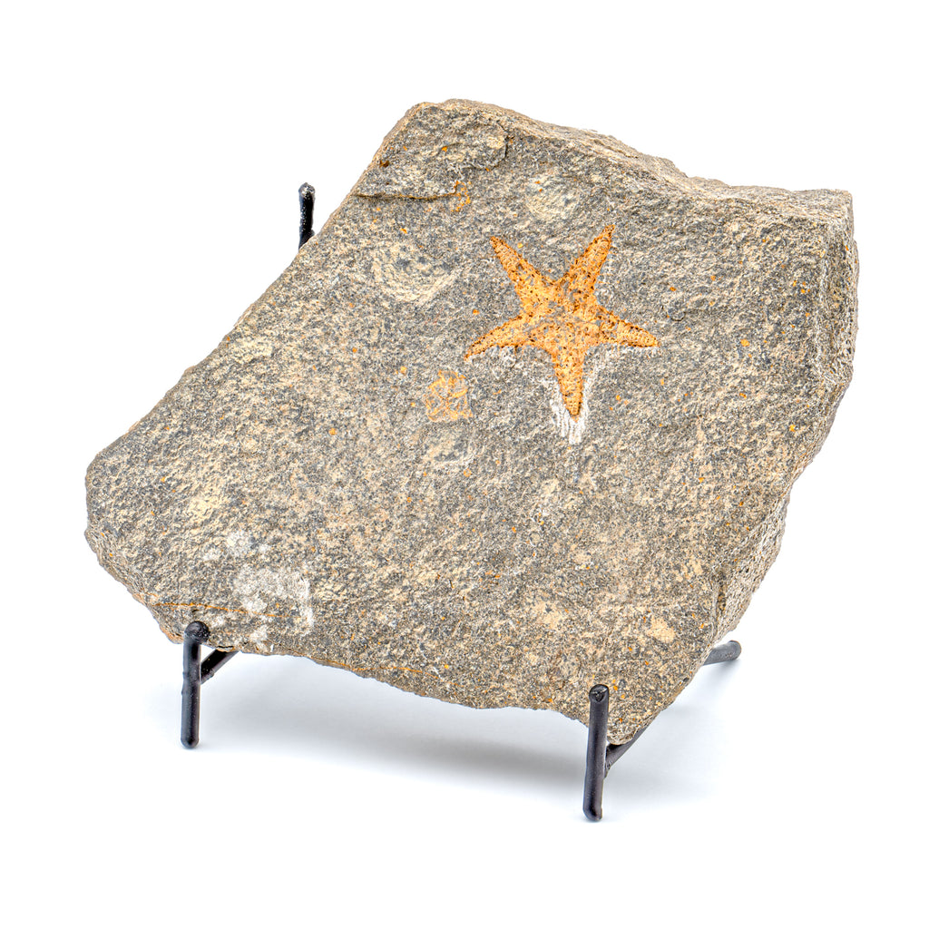 Fossil Starfish - SOLD 4.58" Petraster