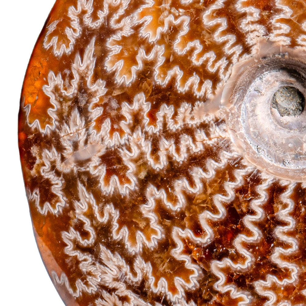 Polished Sutured Ammonite - 4.58" Cleoniceras