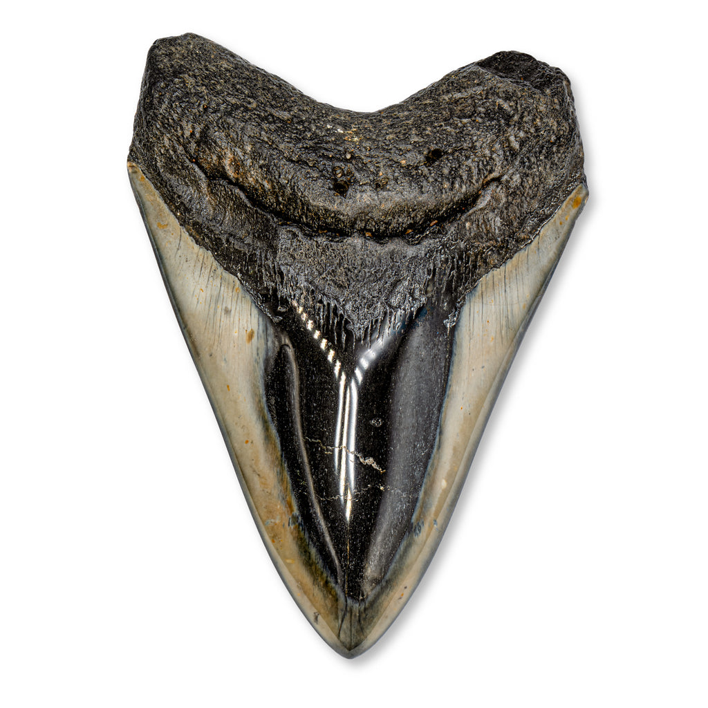 Megalodon Tooth - 4.59" Polished
