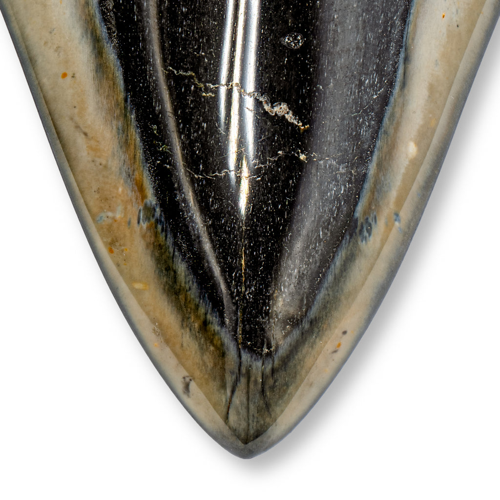 Megalodon Tooth - 4.59" Polished