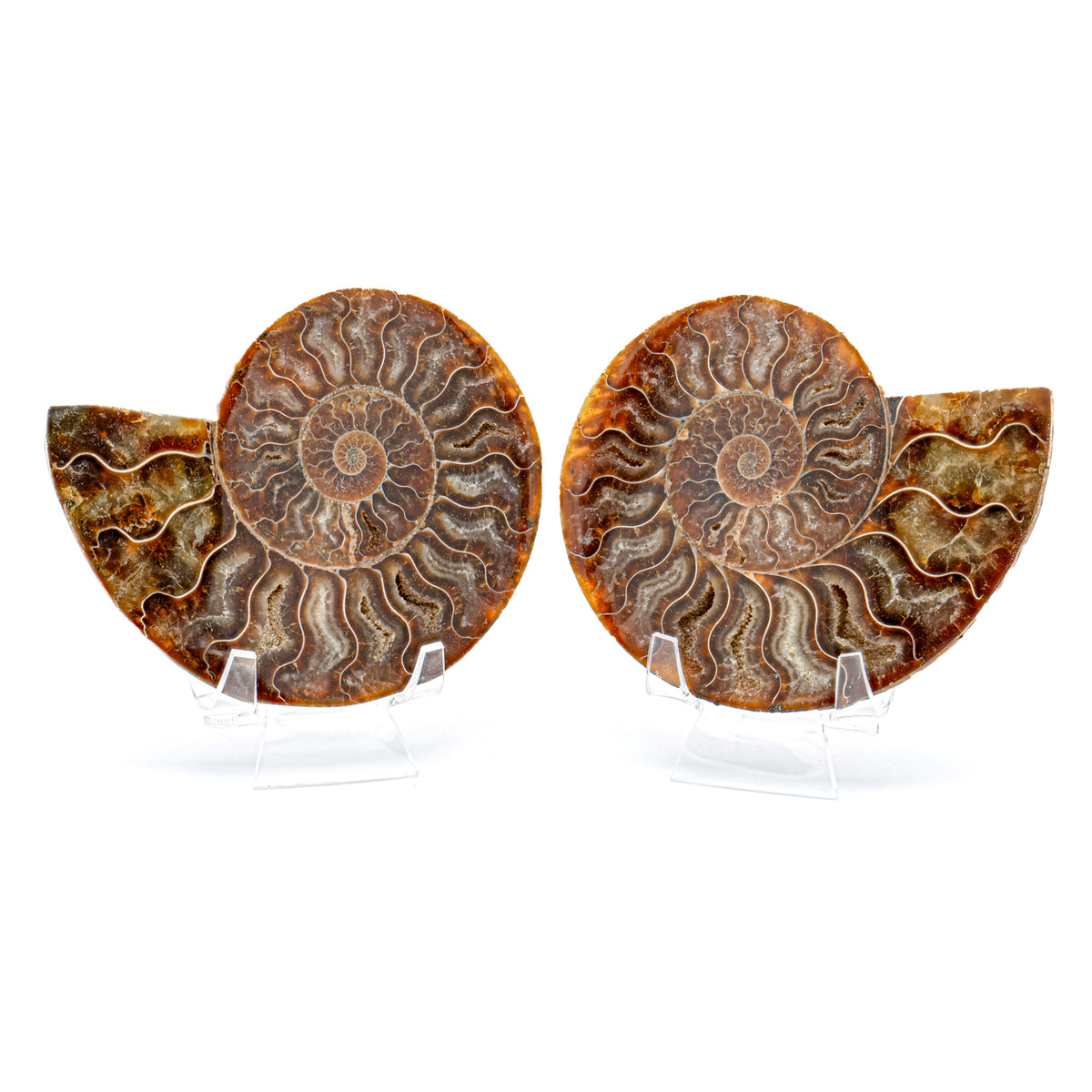 Polished Ammonite Split Pair - 4.59" Cleoniceras