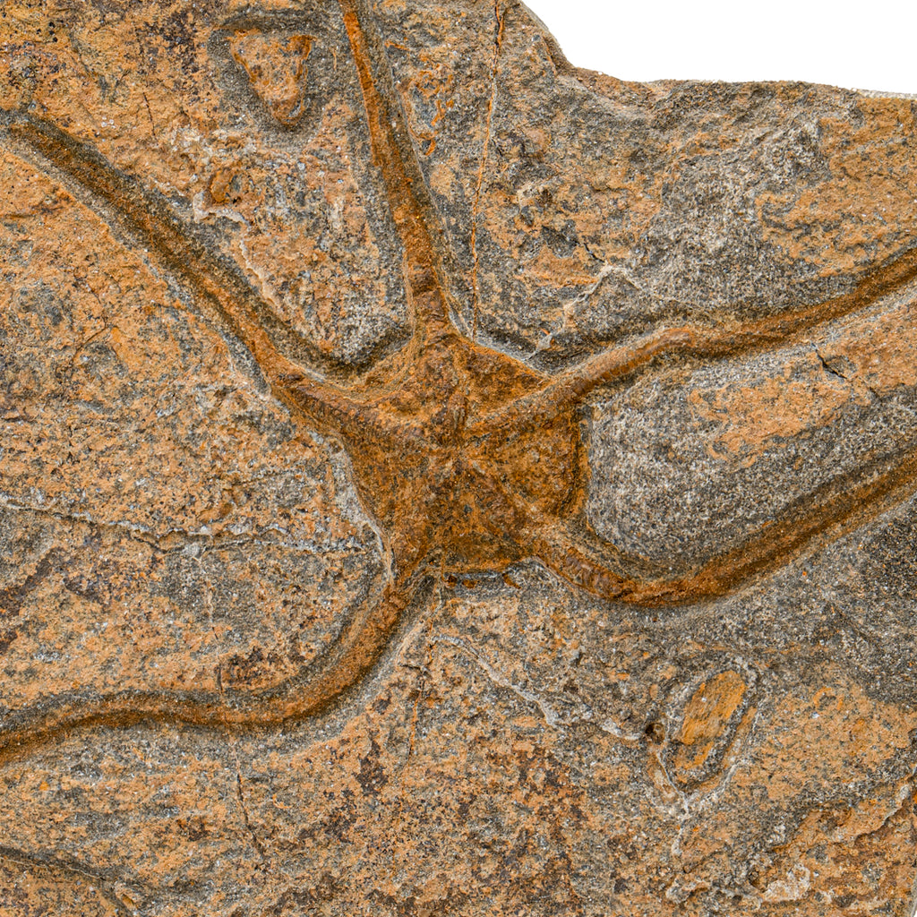 Fossil Brittle Star - SOLD 4.60" Ophiurida