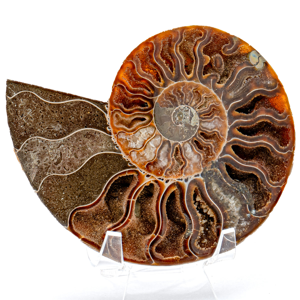 Polished Ammonite Split Pair - 4.61" Cleoniceras