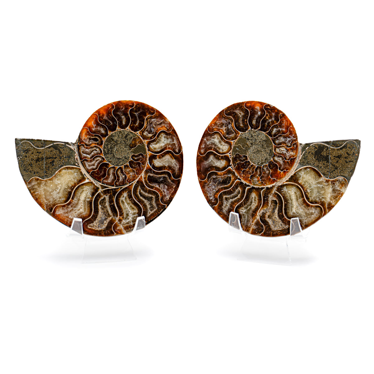 Polished Ammonite Split Pair - 4.62" Cleoniceras