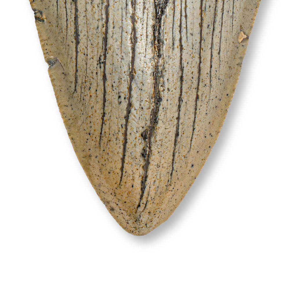 Megalodon Tooth - 4.62" Natural