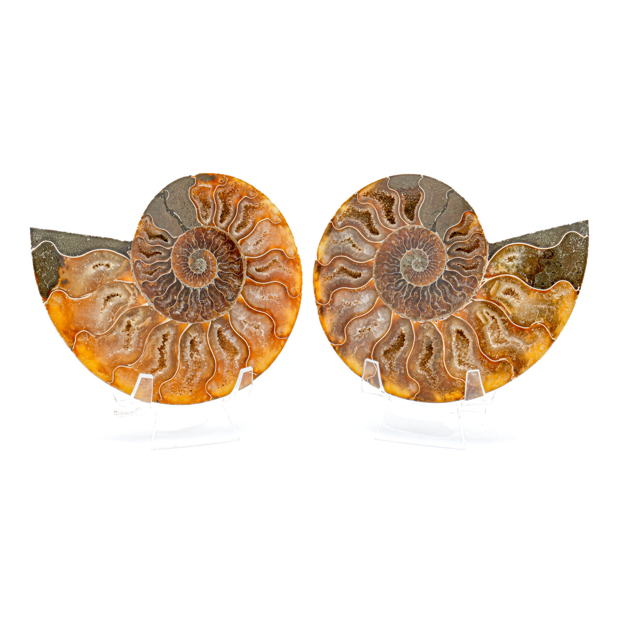 Polished Ammonite Split Pair - 4.66" Cleoniceras