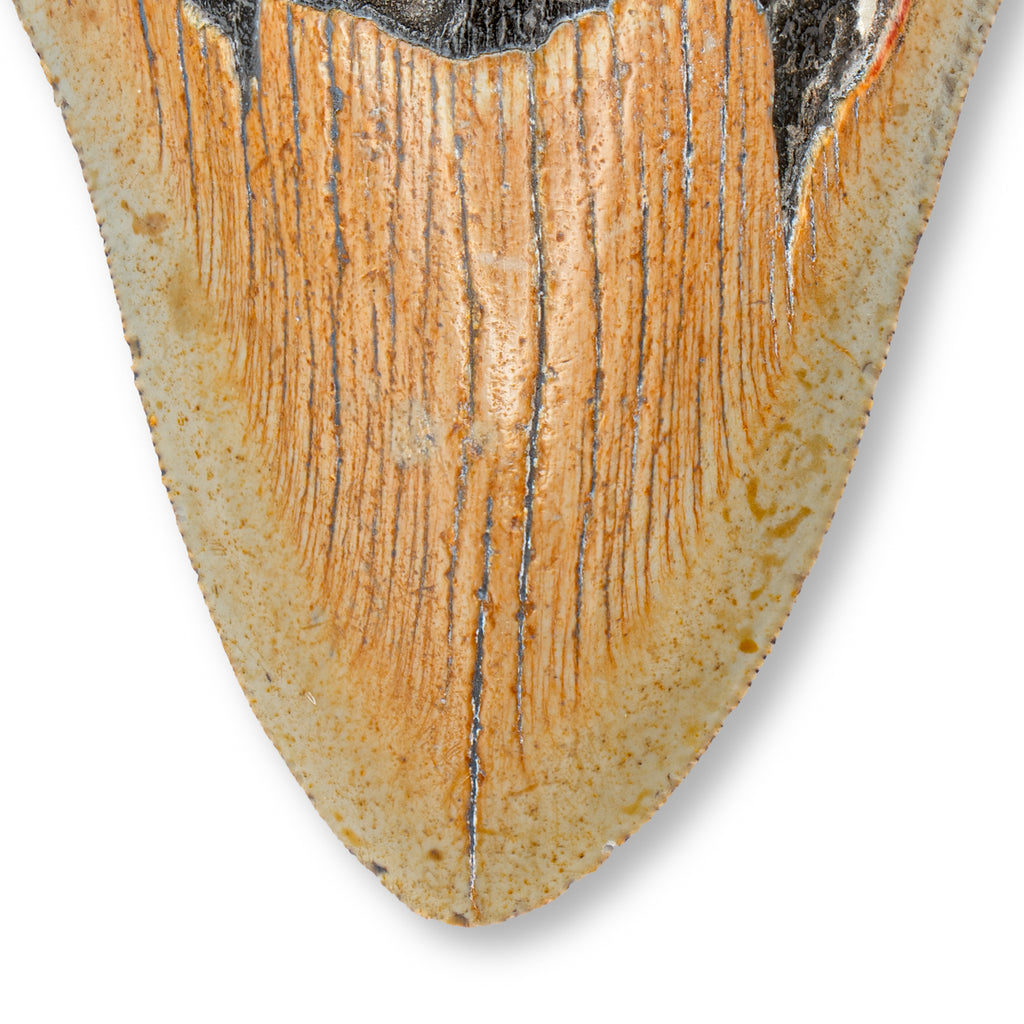 Megalodon Natural Fossil Teeth - Mini Museum