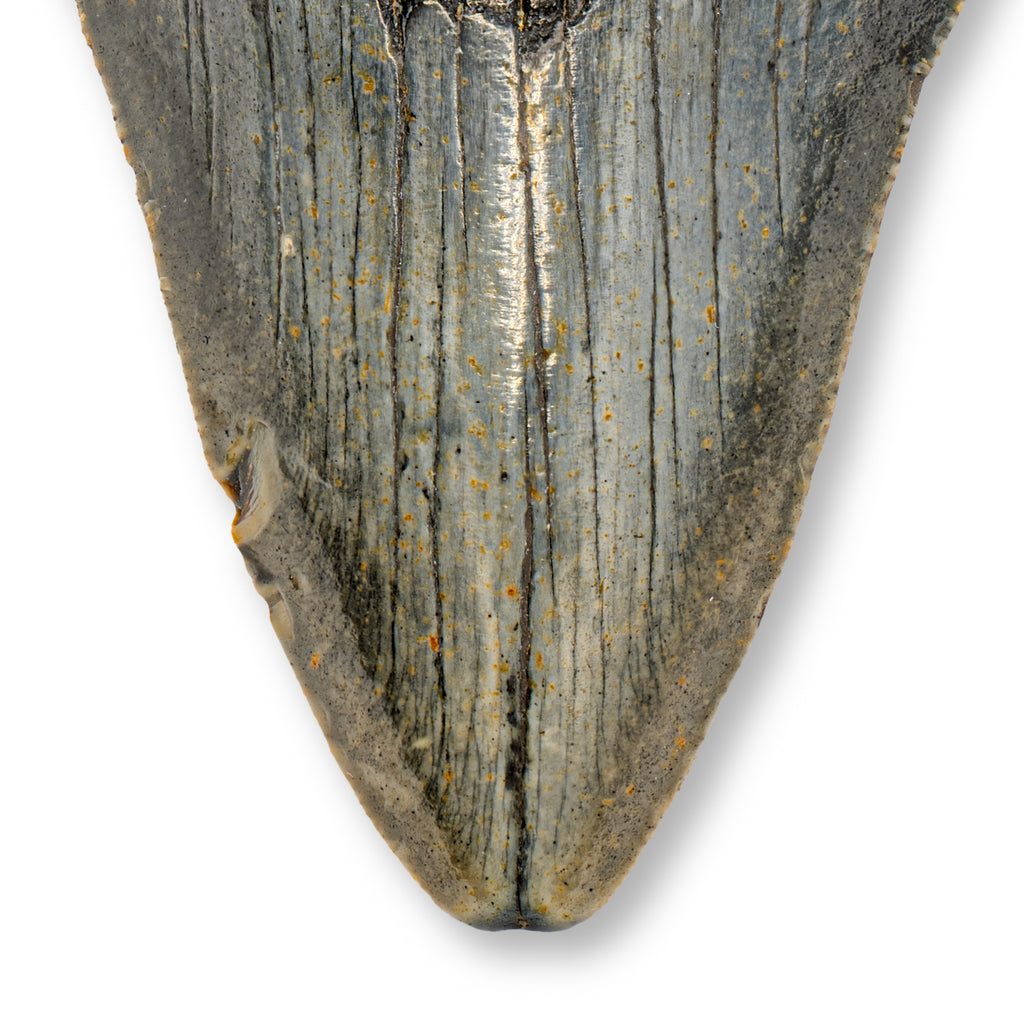 Megalodon Tooth - SOLD 4.71" Natural