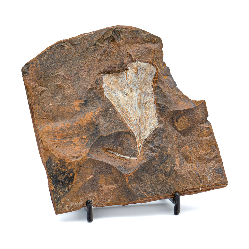 Fossil Ginkgo Leaf - 4.73"