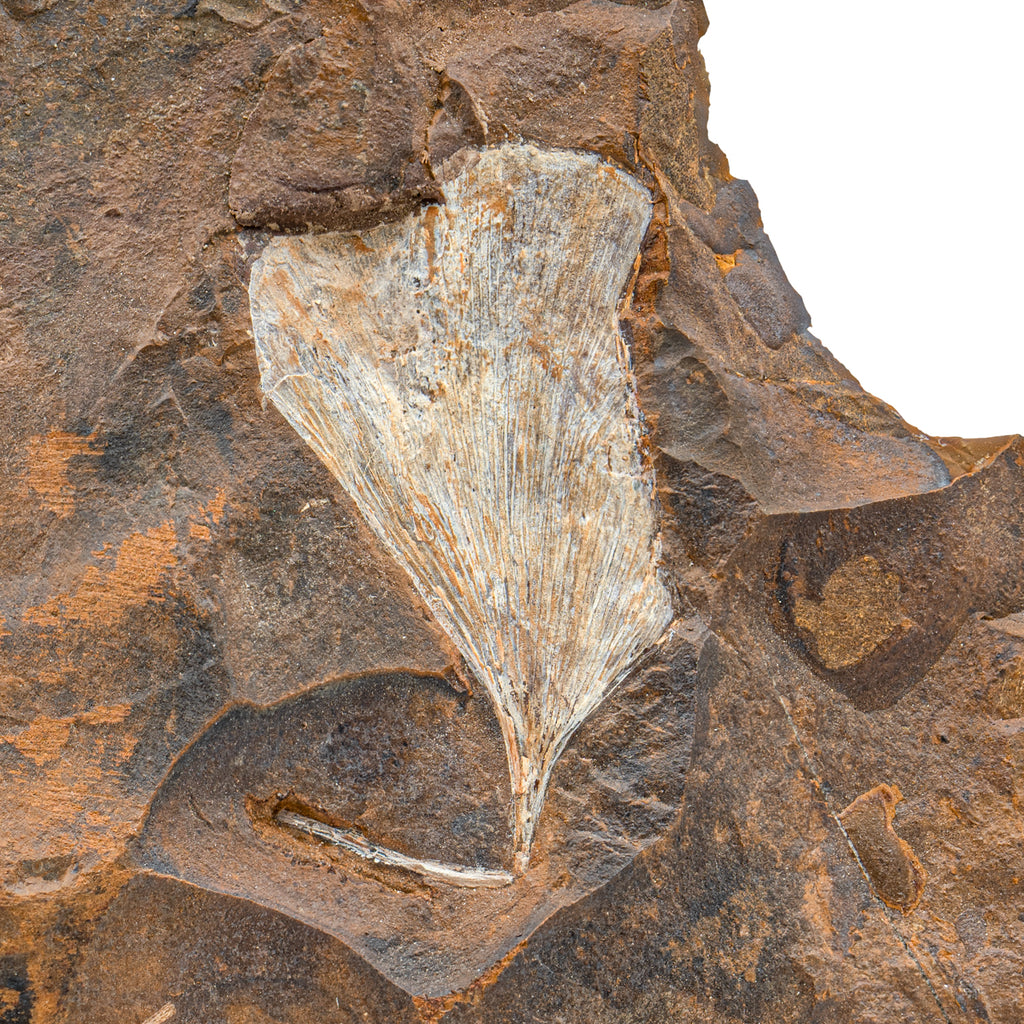 Fossil Ginkgo Leaf - 4.73"