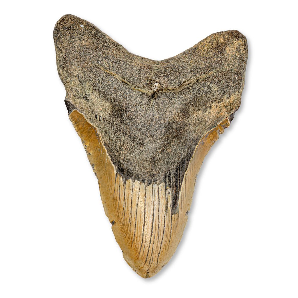 Megalodon Tooth (Boxed Sizes) Natural | Mini Museum
