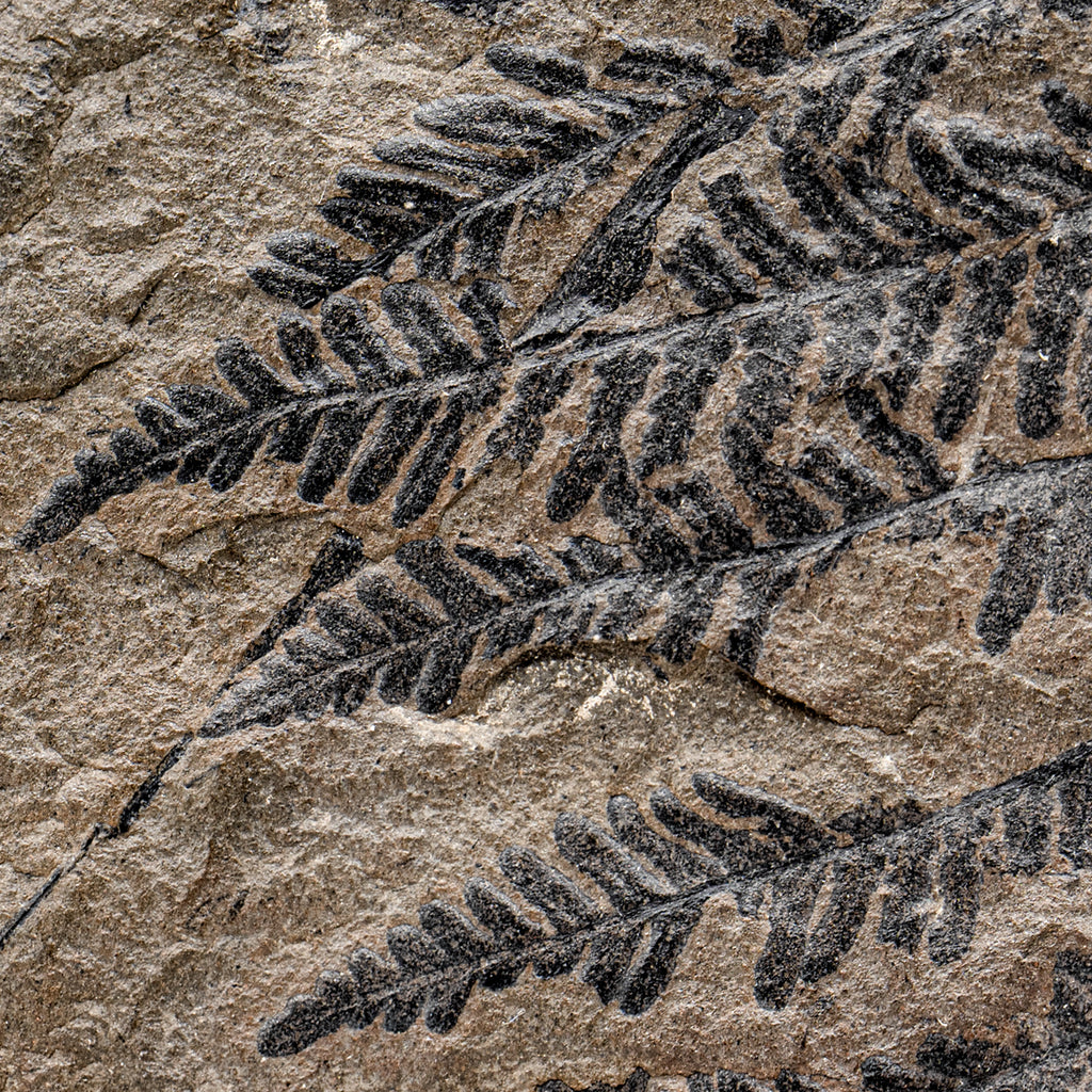 Carboniferous Fossil Plant - SOLD 4.74" Lobatopteris