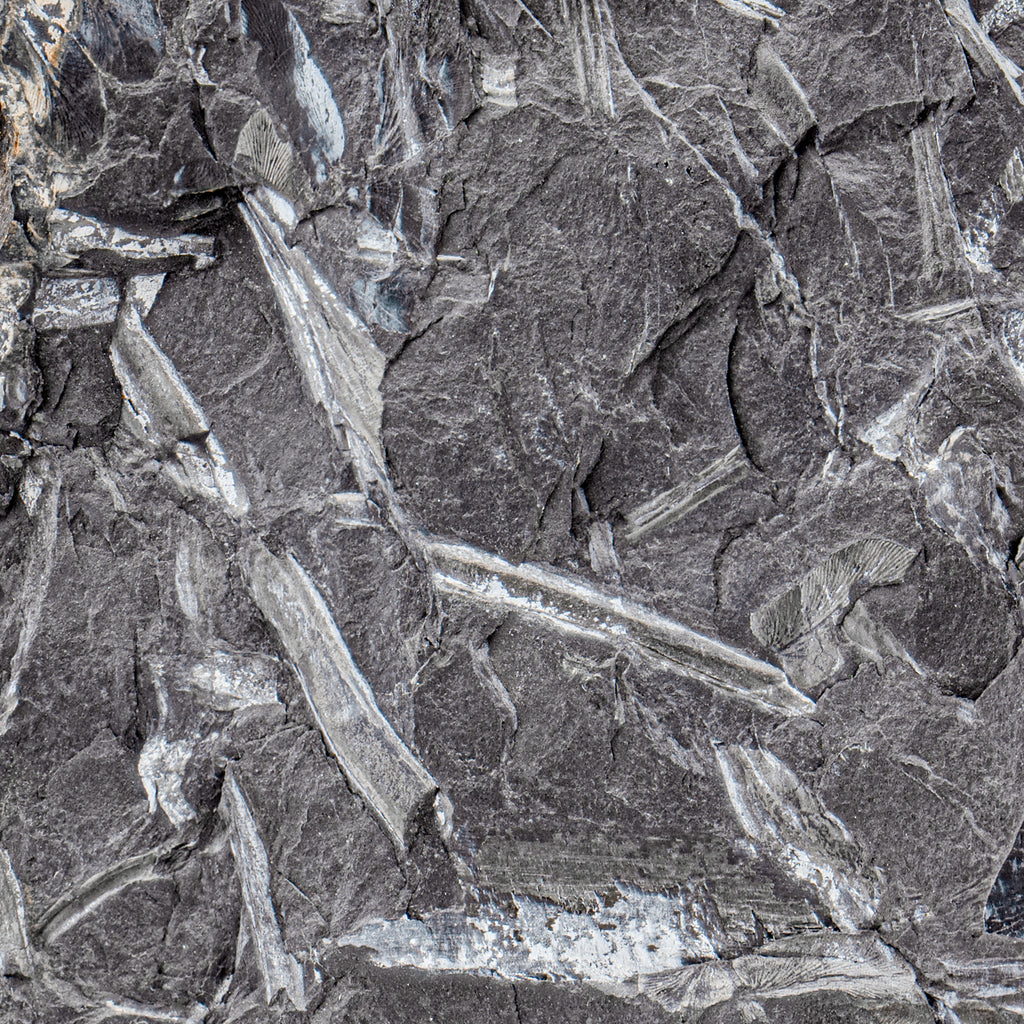 Carboniferous Fossil Plant - 4.81" Macroneuropteris