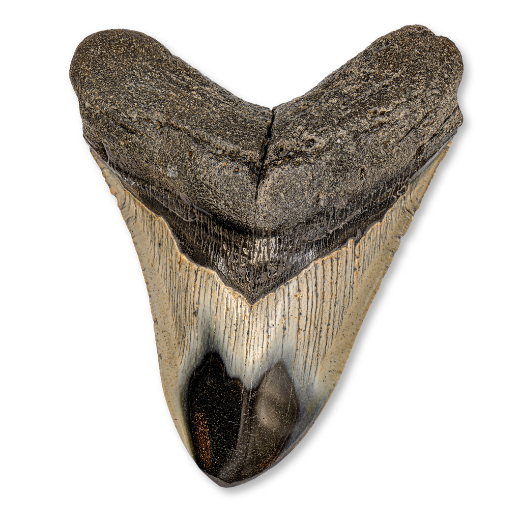 Megalodon Natural Fossil Teeth - Mini Museum