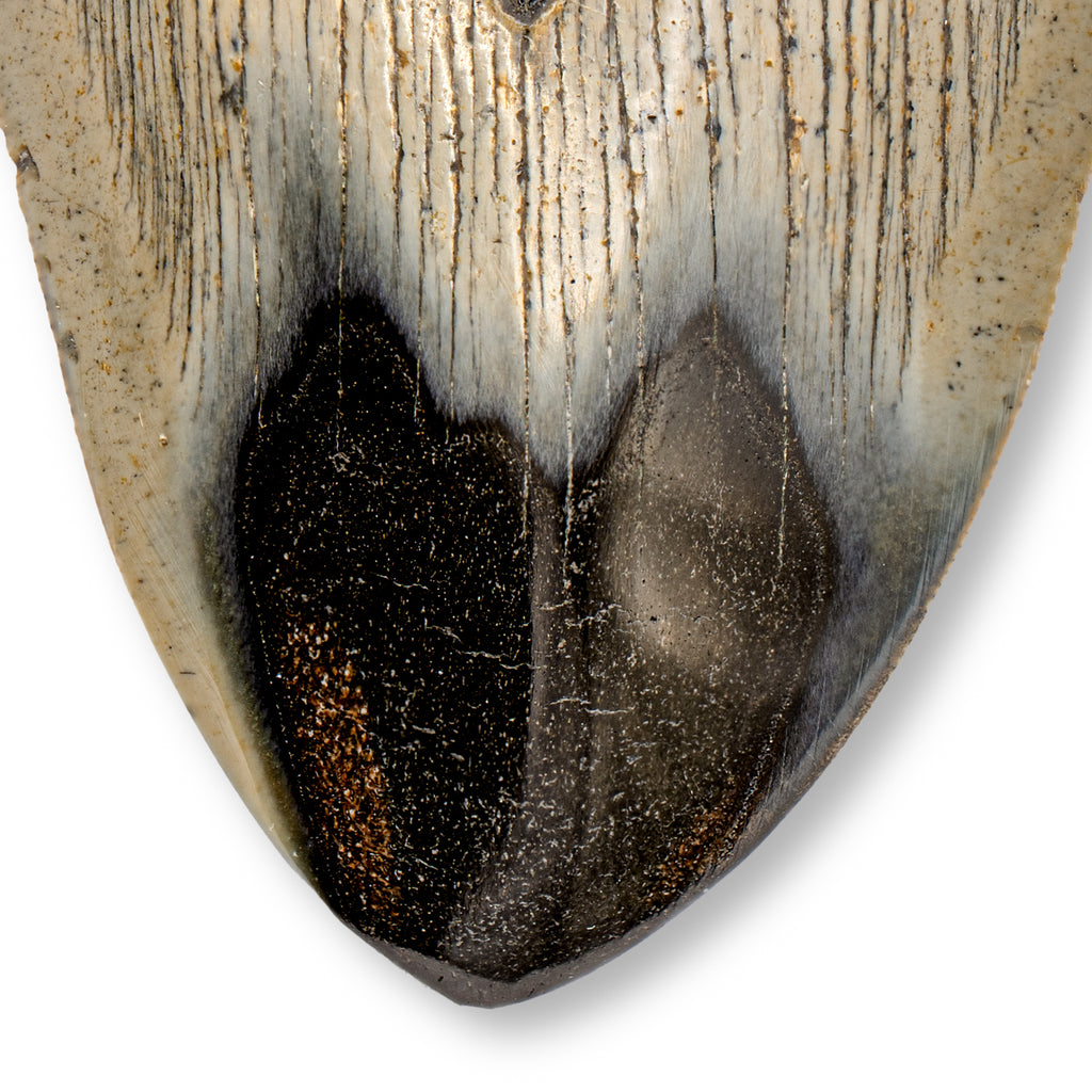 Megalodon Natural Fossil Teeth - Mini Museum