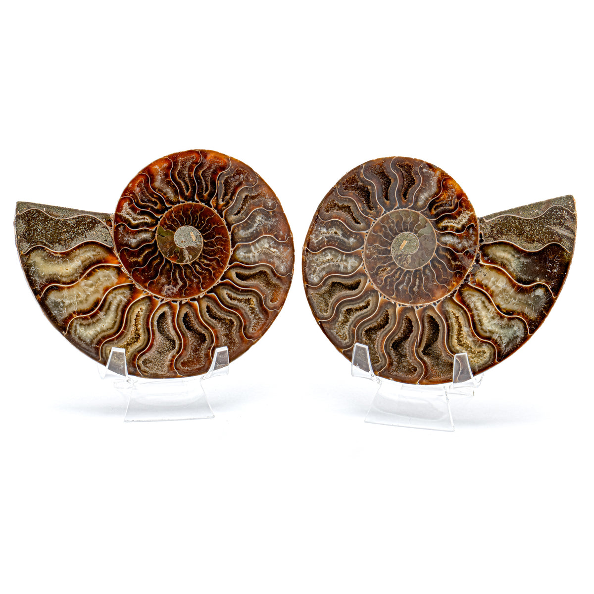 Polished Ammonite Split Pair - 4.82" Cleoniceras