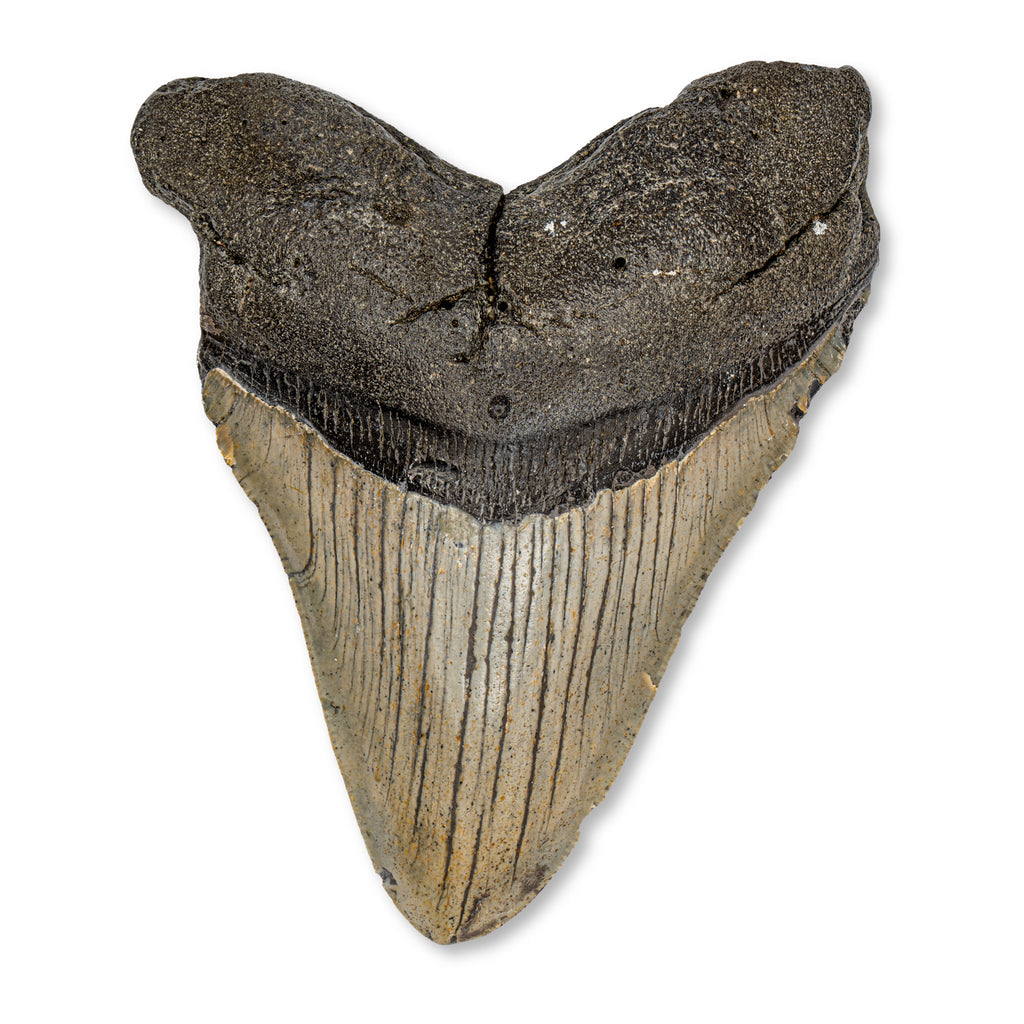 Megalodon Tooth - SOLD 4.83" Natural