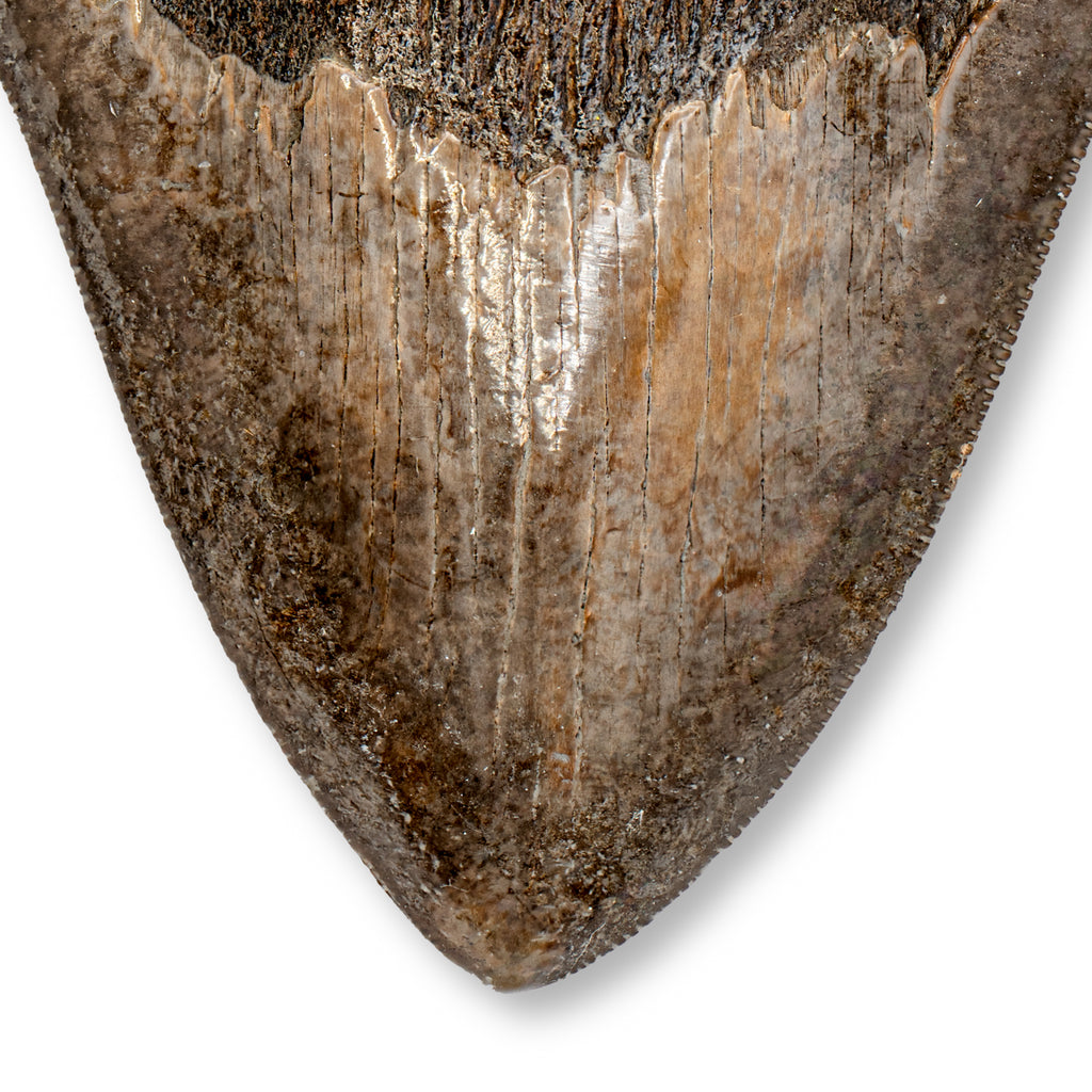 Megalodon Tooth - 4.83" Natural