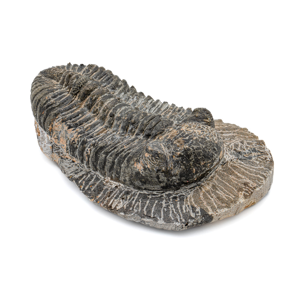 Trilobite - 4.84" Drotops megalomanicus Fossil