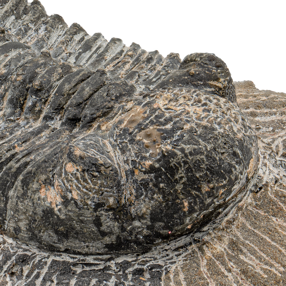 Trilobite - 4.84" Drotops megalomanicus Fossil