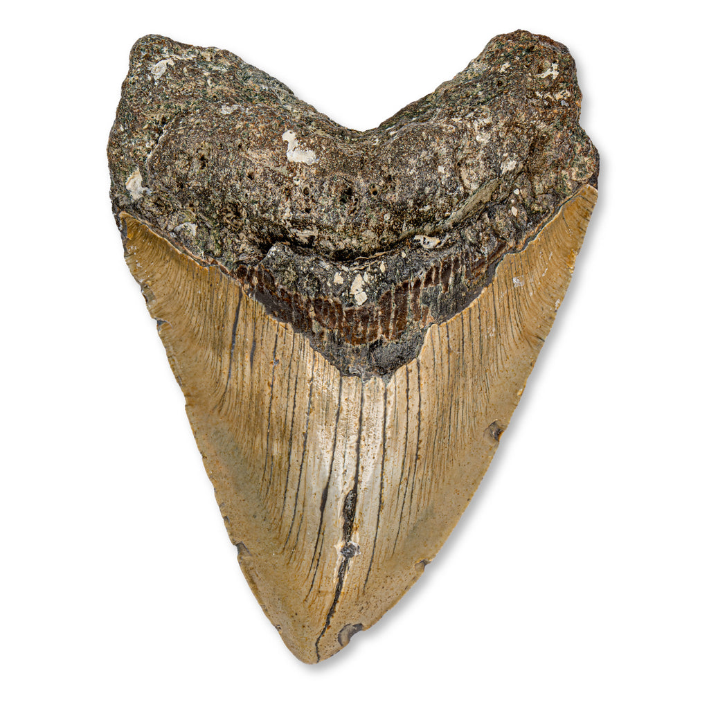 Megalodon Tooth - 4.85" Natural