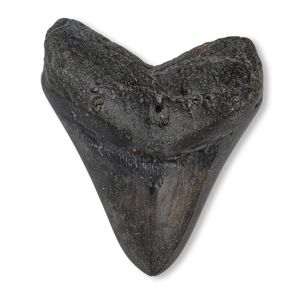 Megalodon Natural Fossil Teeth - Mini Museum