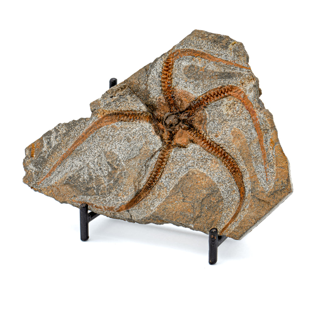 Fossil Brittle Star - SOLD 4.88" Ophiurida