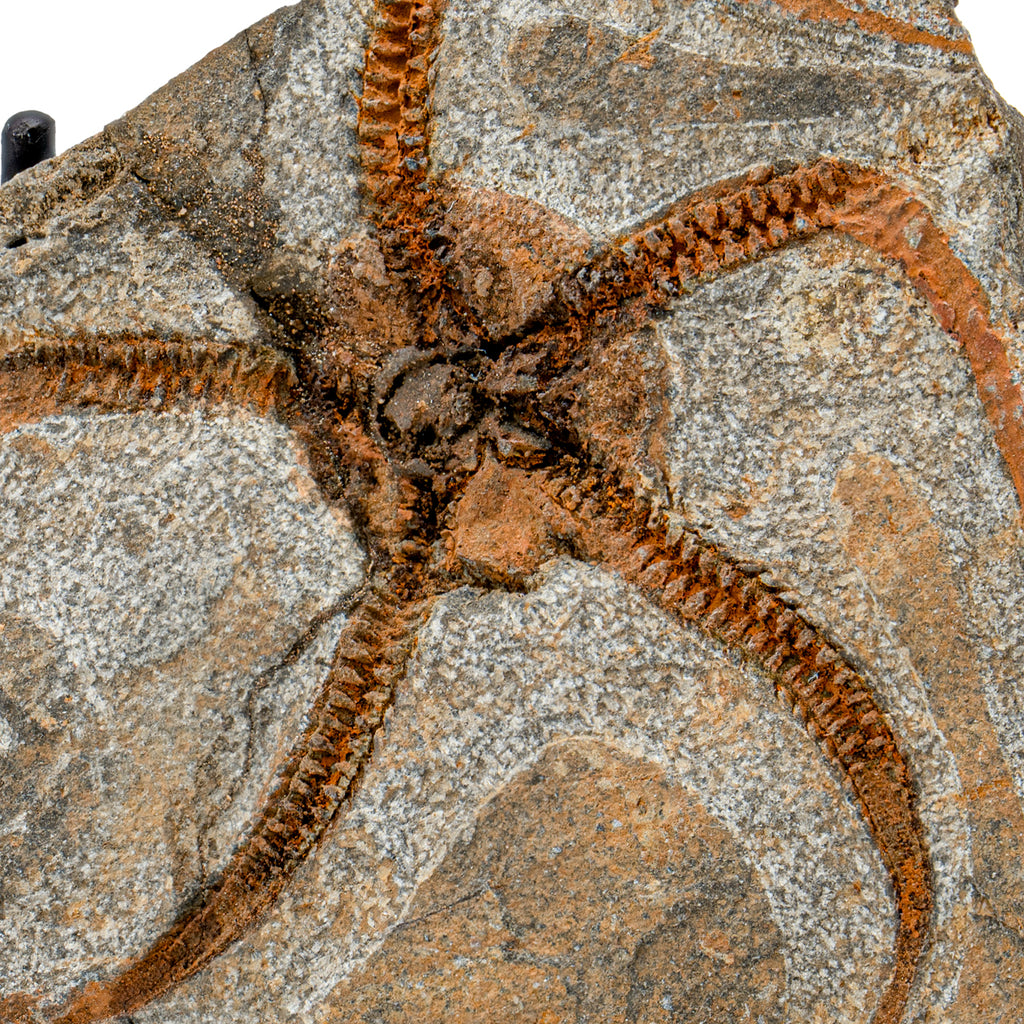 Fossil Brittle Star - SOLD 4.88" Ophiurida