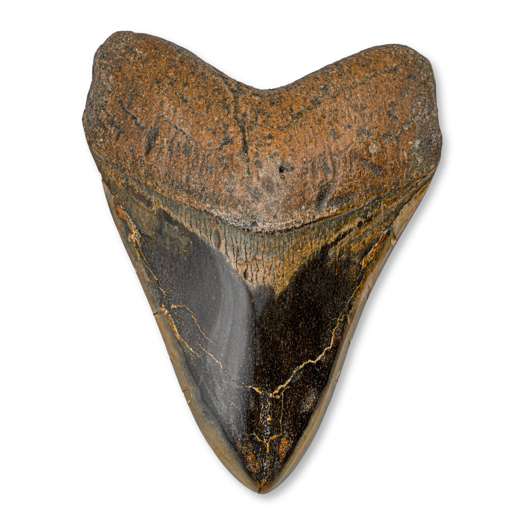 Megalodon Natural Fossil Teeth - Mini Museum