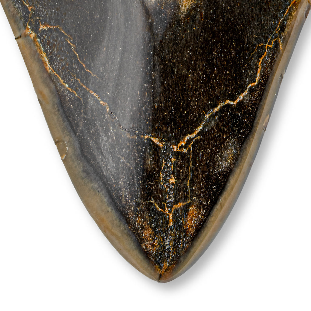 Megalodon Tooth - 4.92" Polished