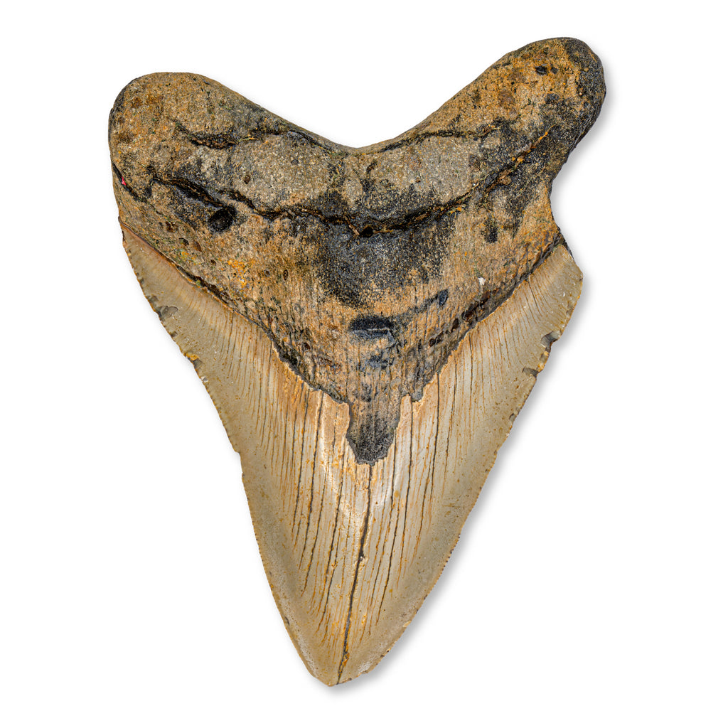 Megalodon Tooth - 4.94" Natural